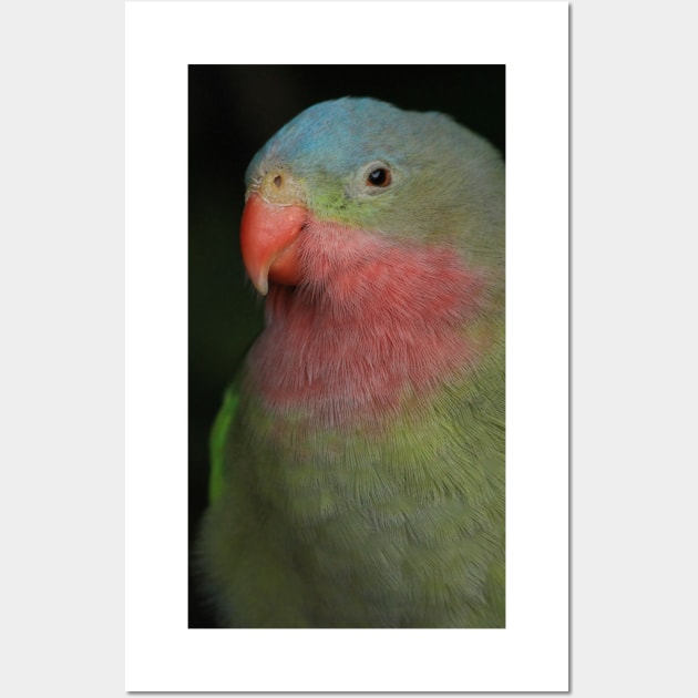 Portrait of a Sleepy Alexandra's / Princess Parrot Wall Art by walkswithnature